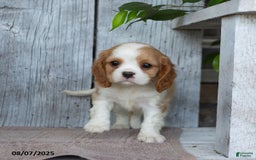 Cavalier King Charles Spaniel dogs for sale: Theo - Image 4