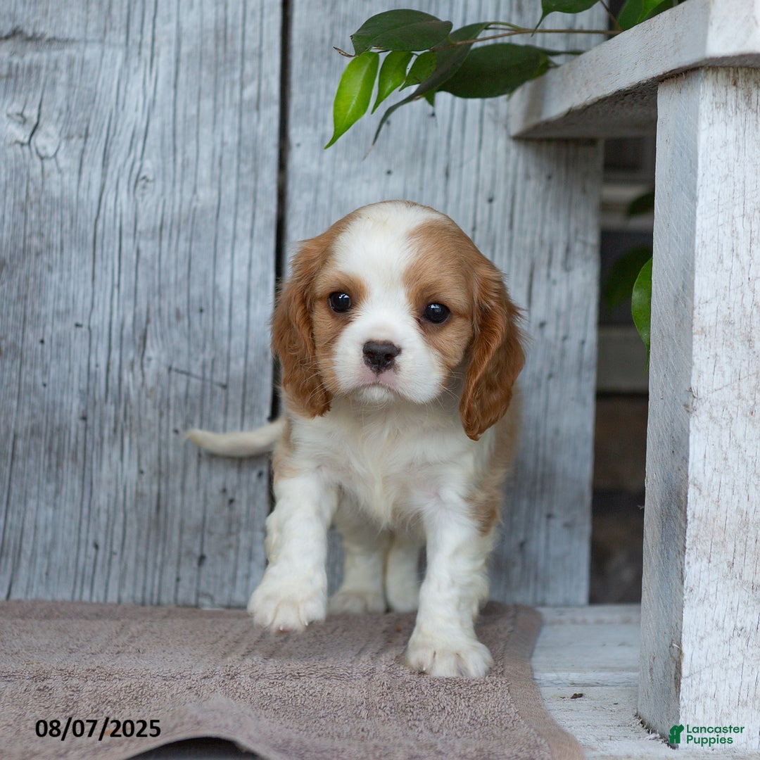 Cavalier King Charles Spaniel dogs for sale: Theo - Image 4