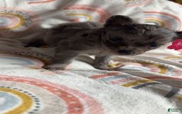 Chihuahua dogs for sale: Coi - Image 2