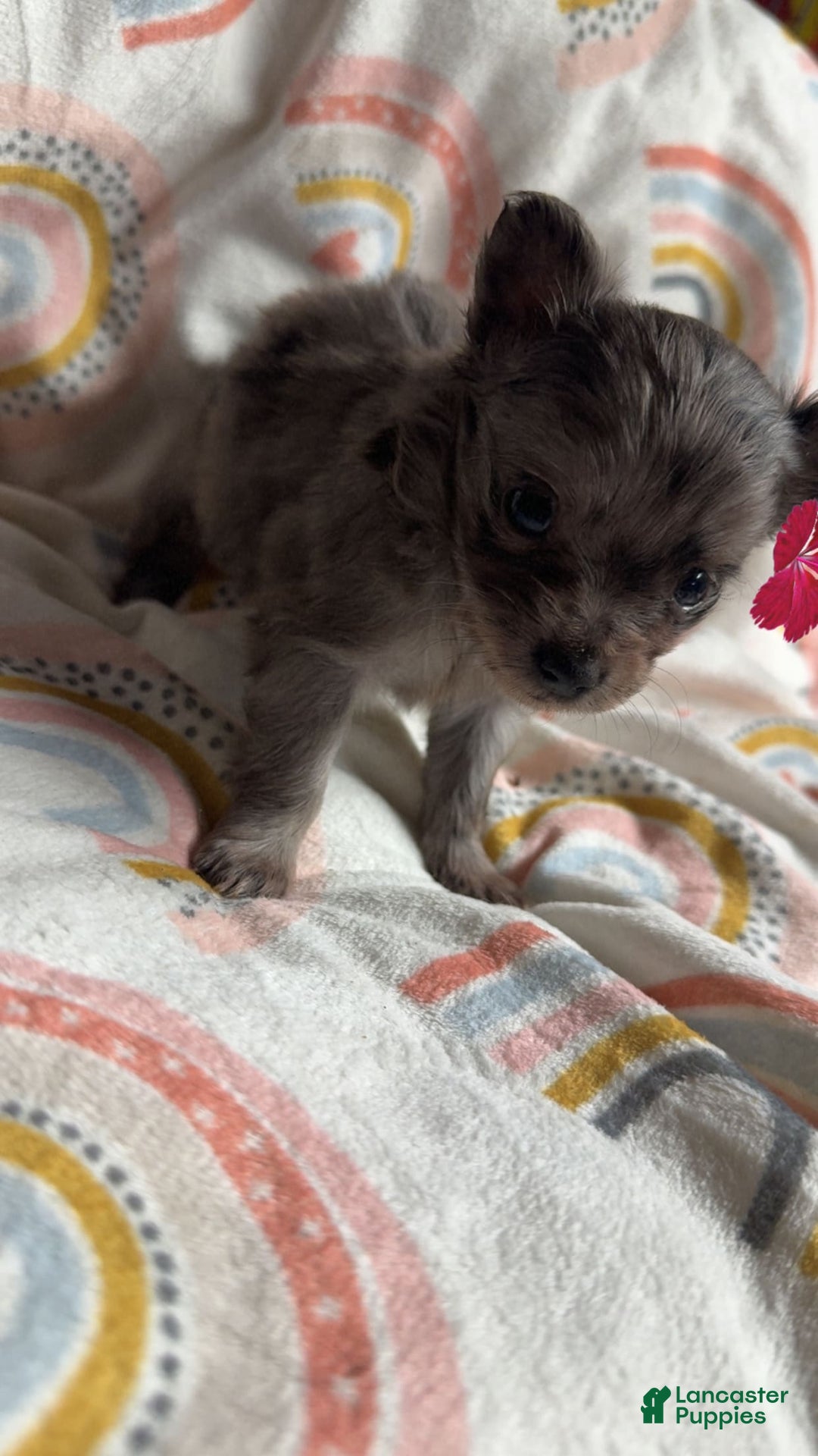 Chihuahua dogs for sale: Coi - Image 2