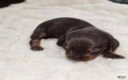 Dachshund dogs for sale: Daisy - Image 4