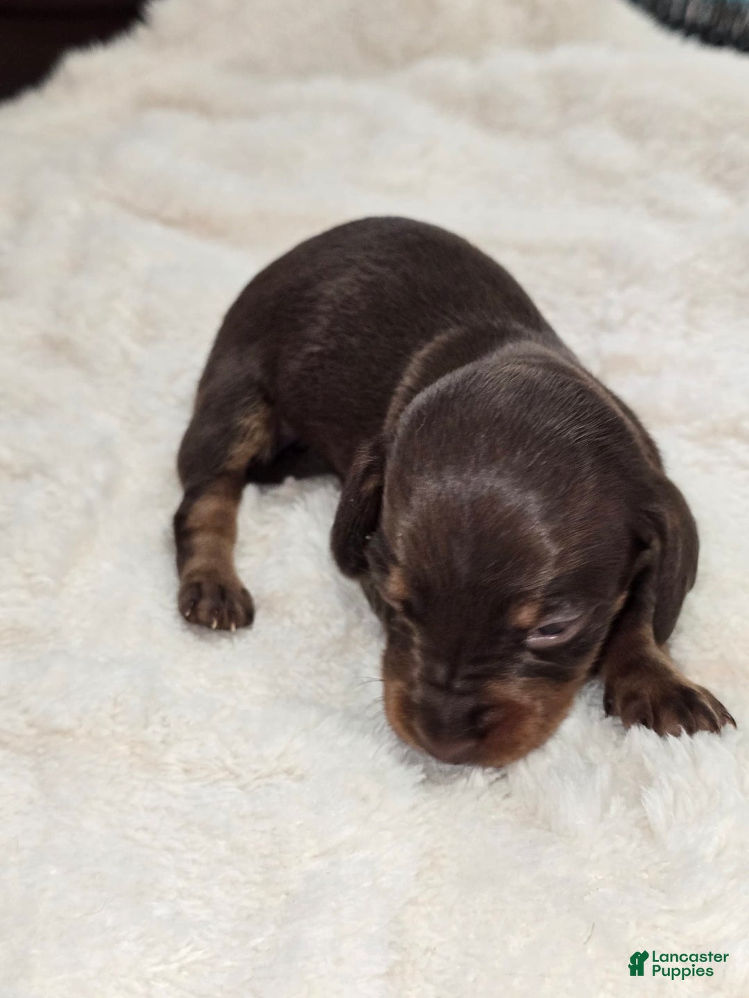 Dachshund dogs for sale: Daisy - Image 4