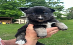 Gerberian Shepsky dogs for sale: Pixy - Image 13