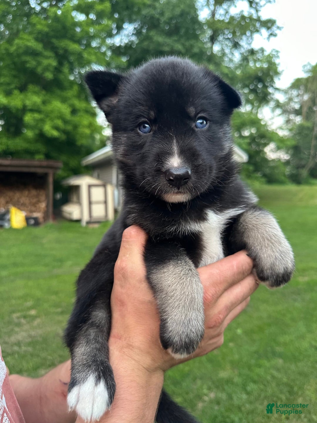 Gerberian Shepsky dogs for sale: Pixy - Image 13