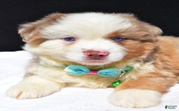 Miniature Australian Shepherd dogs for sale: Jamie - Image 8