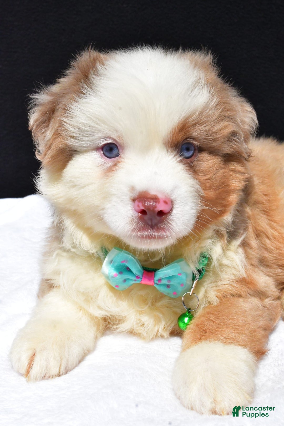 Miniature Australian Shepherd dogs for sale: Jamie - Image 8