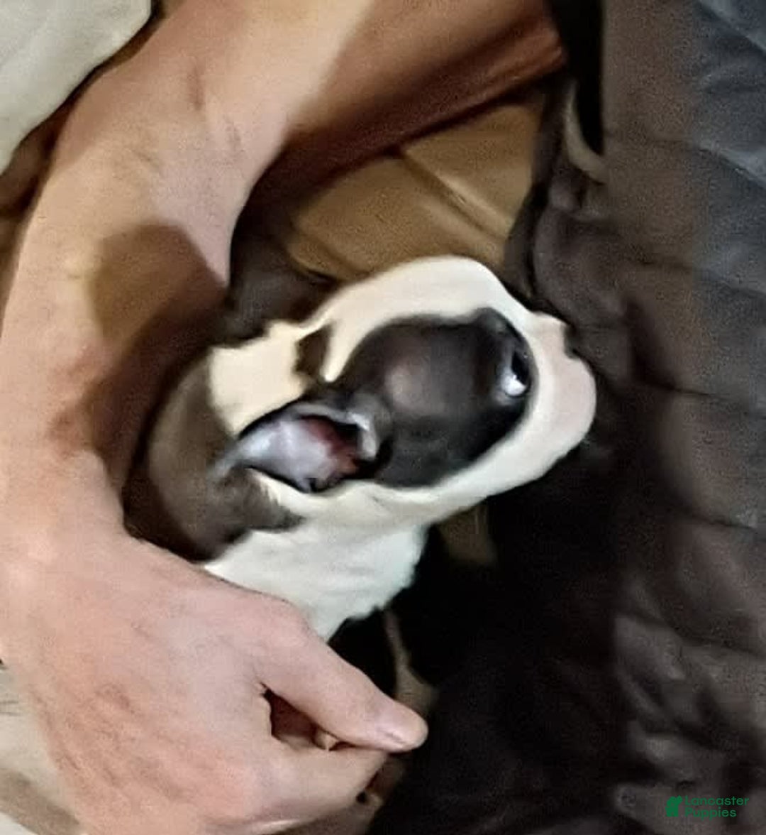 Boston Terrier dogs for sale: Wilson - Image 4