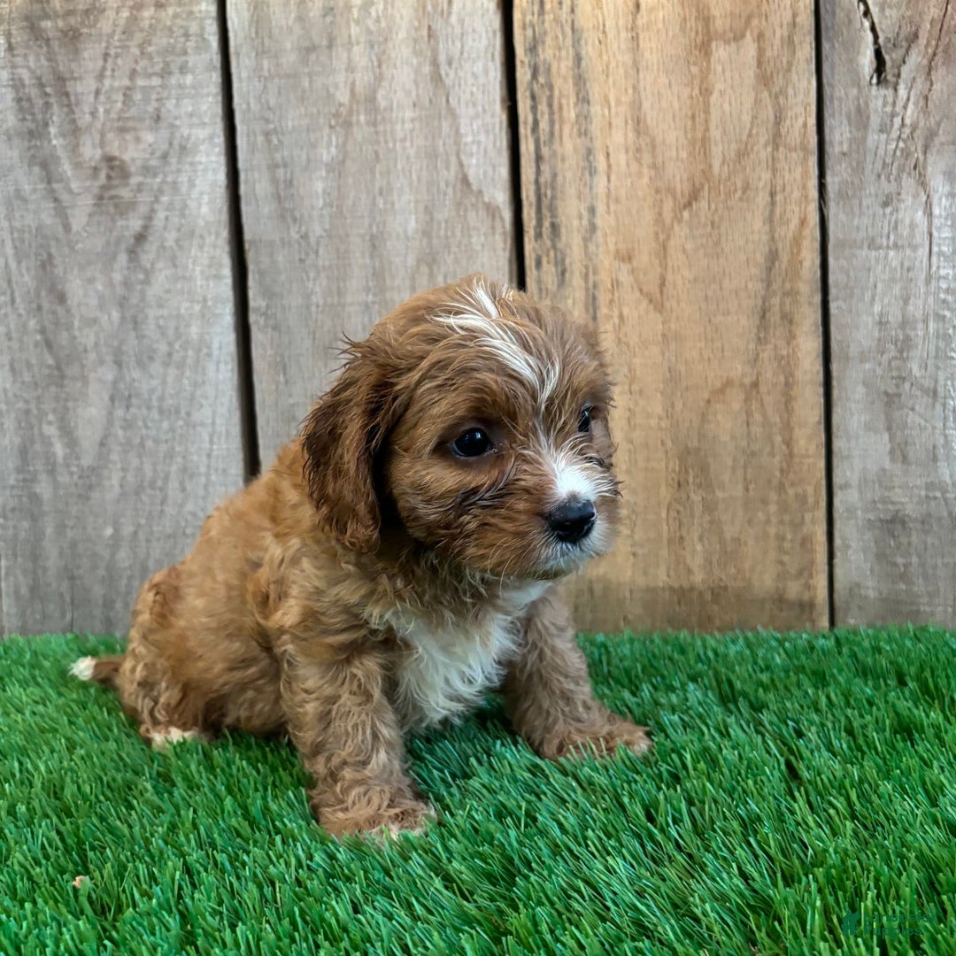 Cavapoo dogs for sale: Stella - Image 5