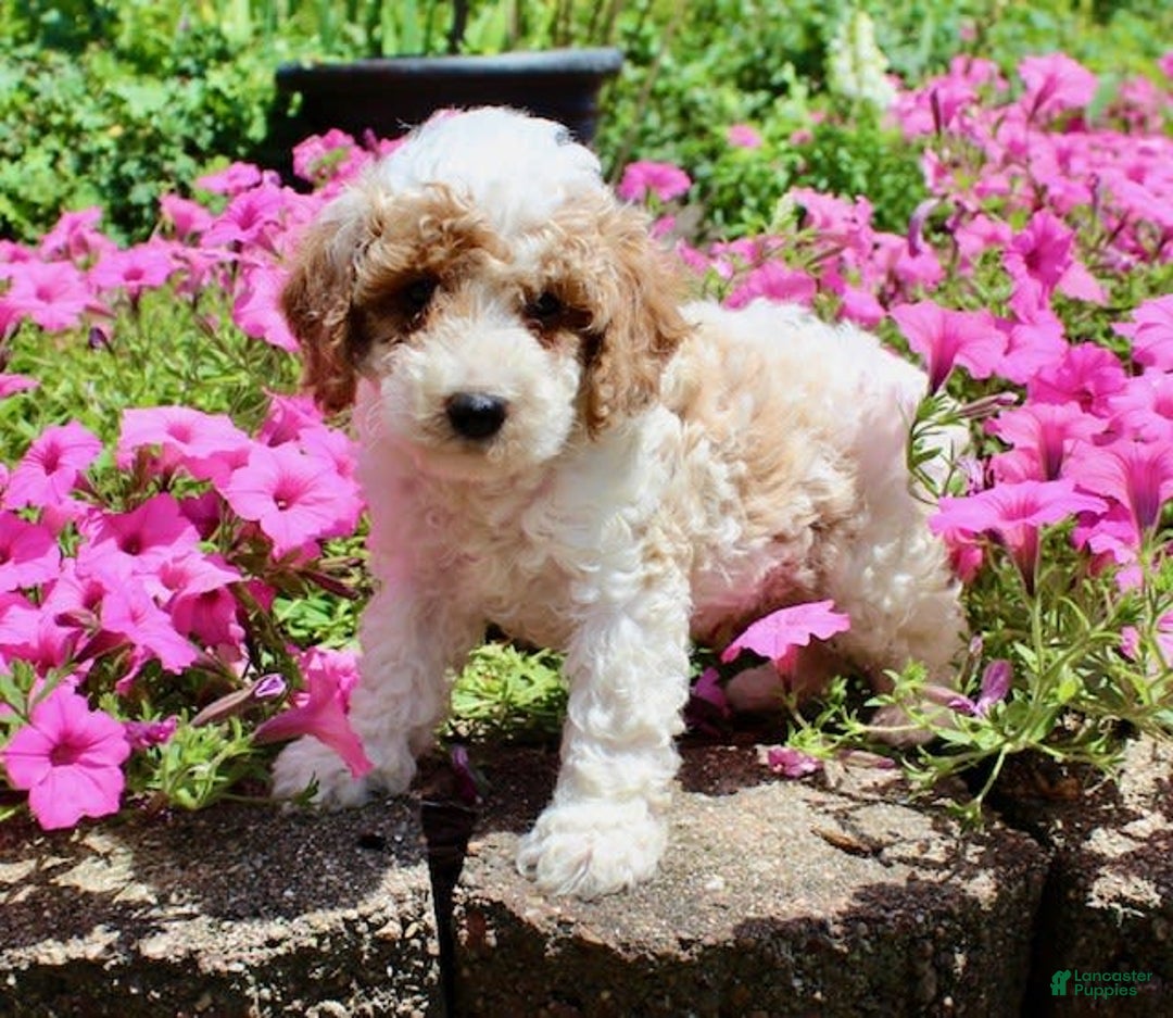 Miniature Poodle dogs for sale: Charlie - Image 8