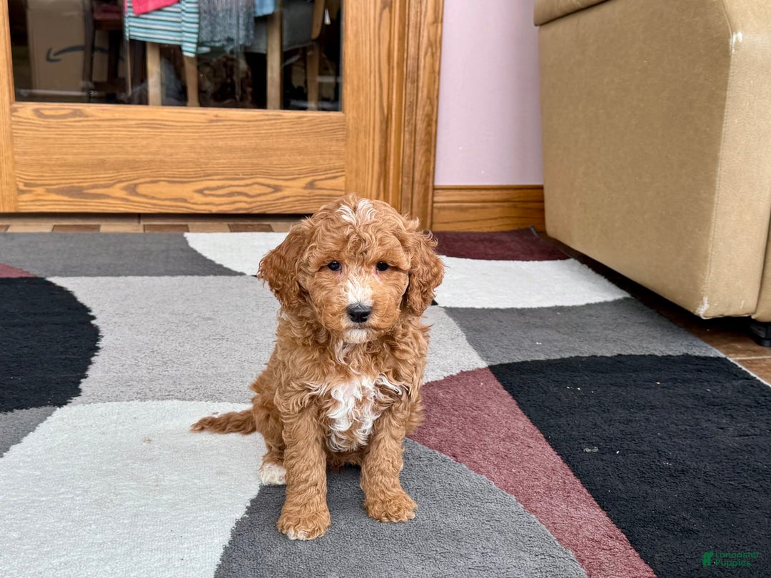 Cockapoo dogs for sale: Tim - Image 6