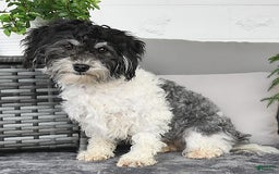 Havanese dogs for sale: Cayden - Image 11