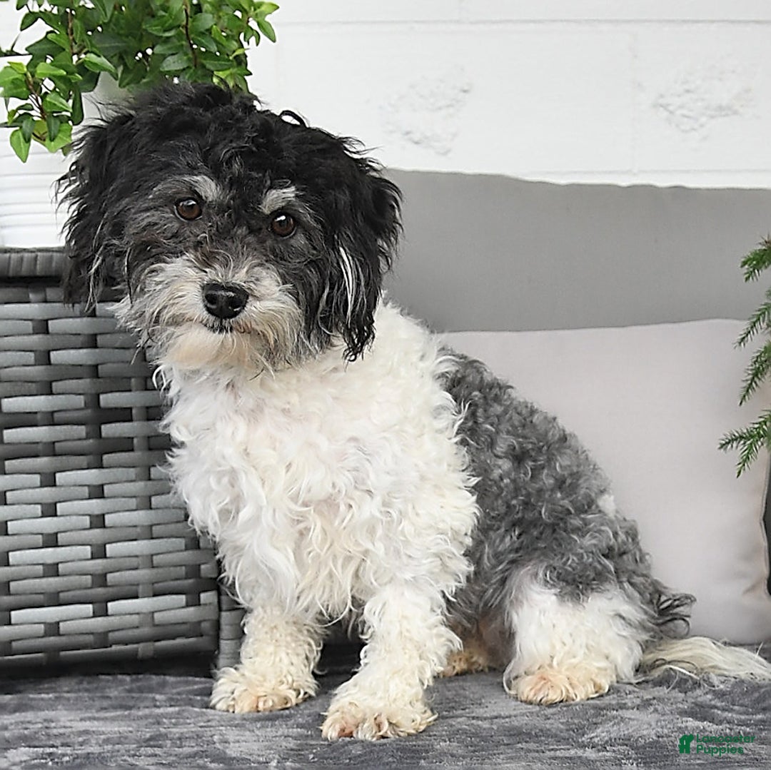 Havanese dogs for sale: Cayden - Image 11