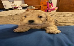 Cockapoo dogs for sale: Clyde - Image 4