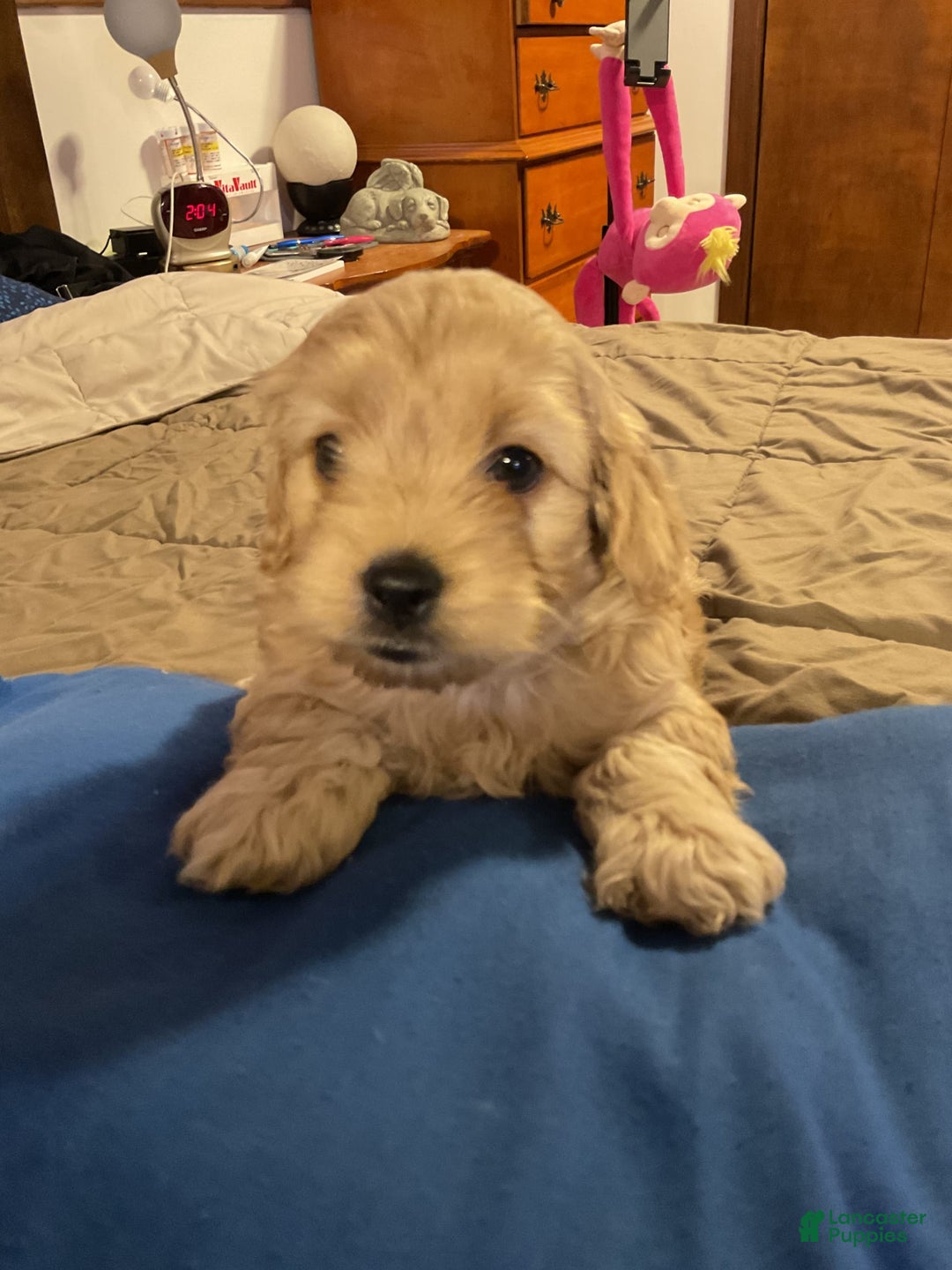Cockapoo dogs for sale: Clyde - Image 4