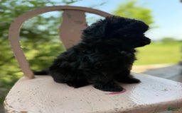 Pomapoo dogs for sale: Maddy - Image 14