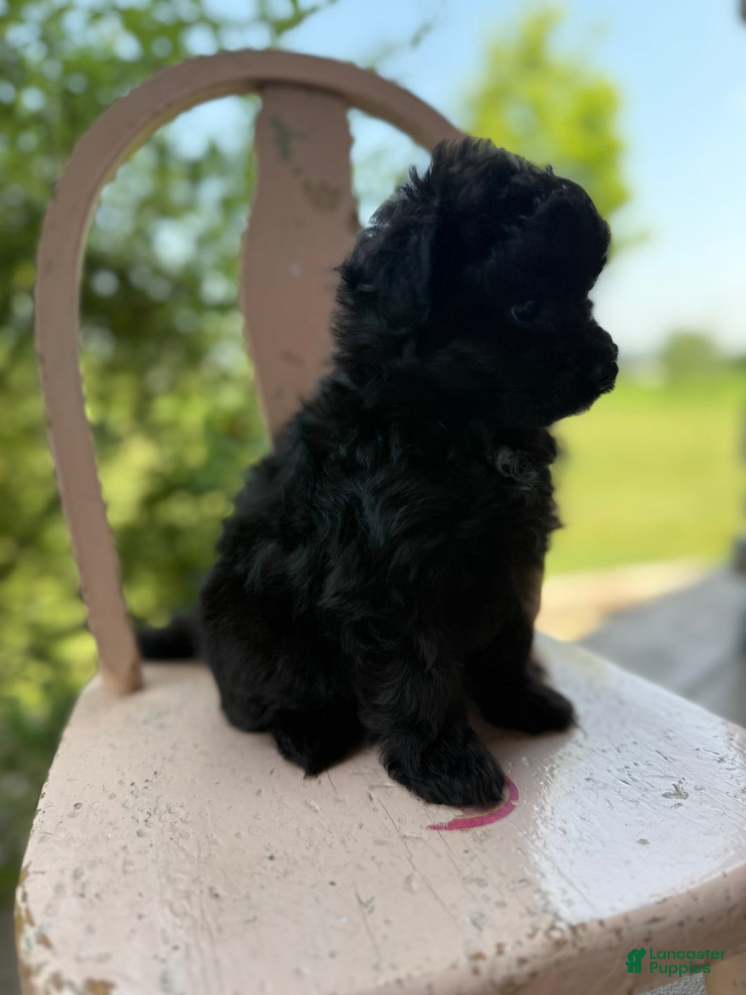Pomapoo dogs for sale: Maddy - Image 14