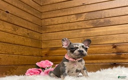 French Bulldog dogs for sale: Olive - Image 2
