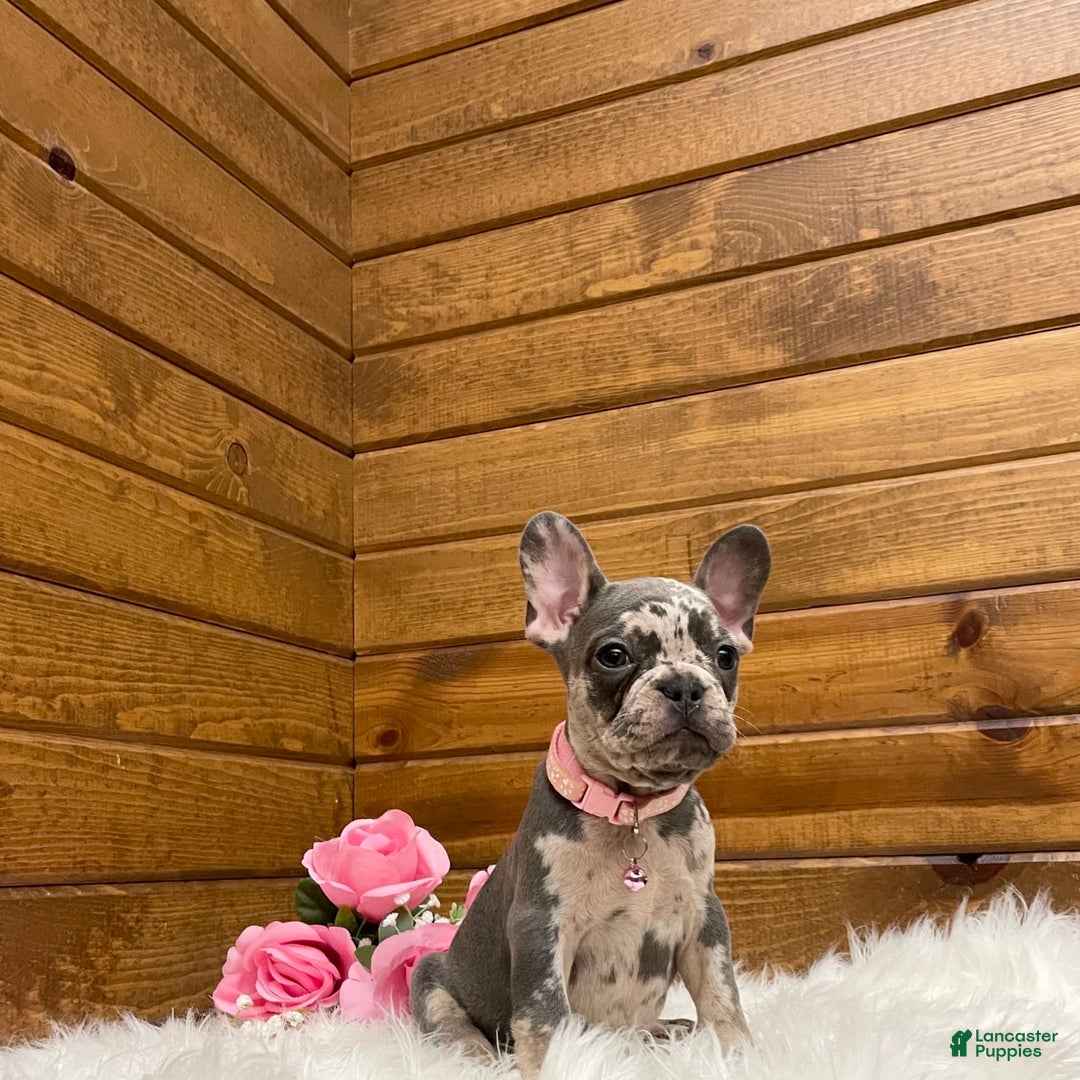 French Bulldog dogs for sale: Olive - Image 2