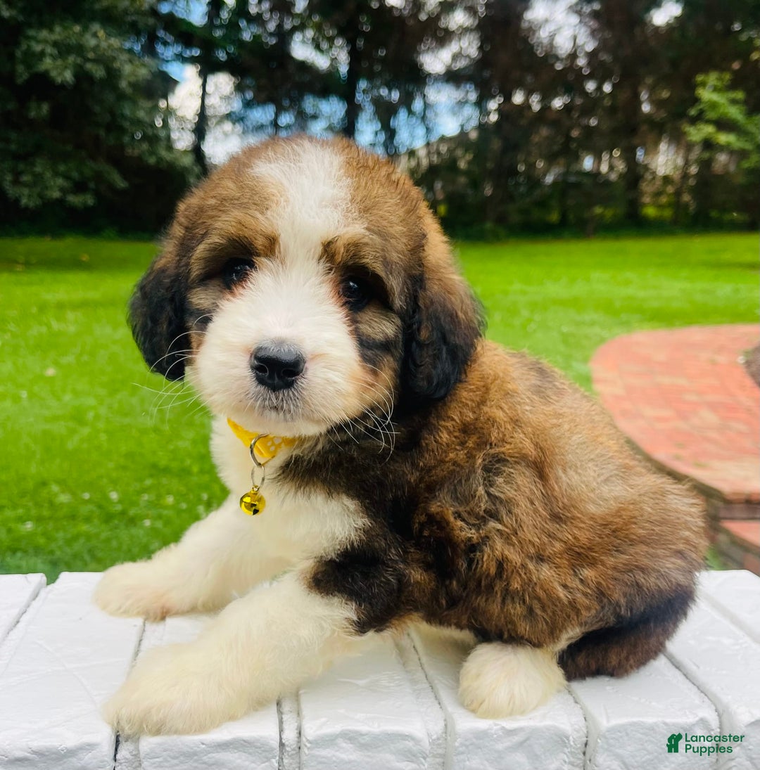 Bernedoodle dogs for sale: 🌸pink Pineapple - Image 3