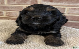 Cockapoo dogs for sale: Diva - Image 14