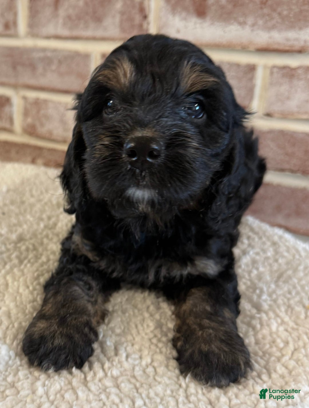 Cockapoo dogs for sale: Diva - Image 14
