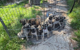 Presa Canario dogs for sale: Perro De Presa Canario - Image 7