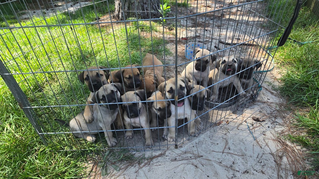 Presa Canario dogs for sale: Perro De Presa Canario - Image 7