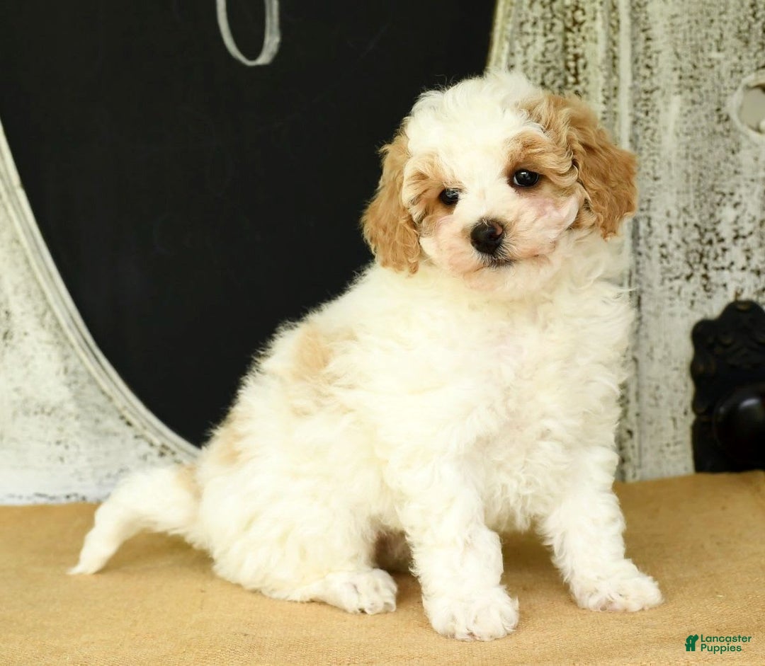 Havapoo dogs for sale: Daisy - Image 9