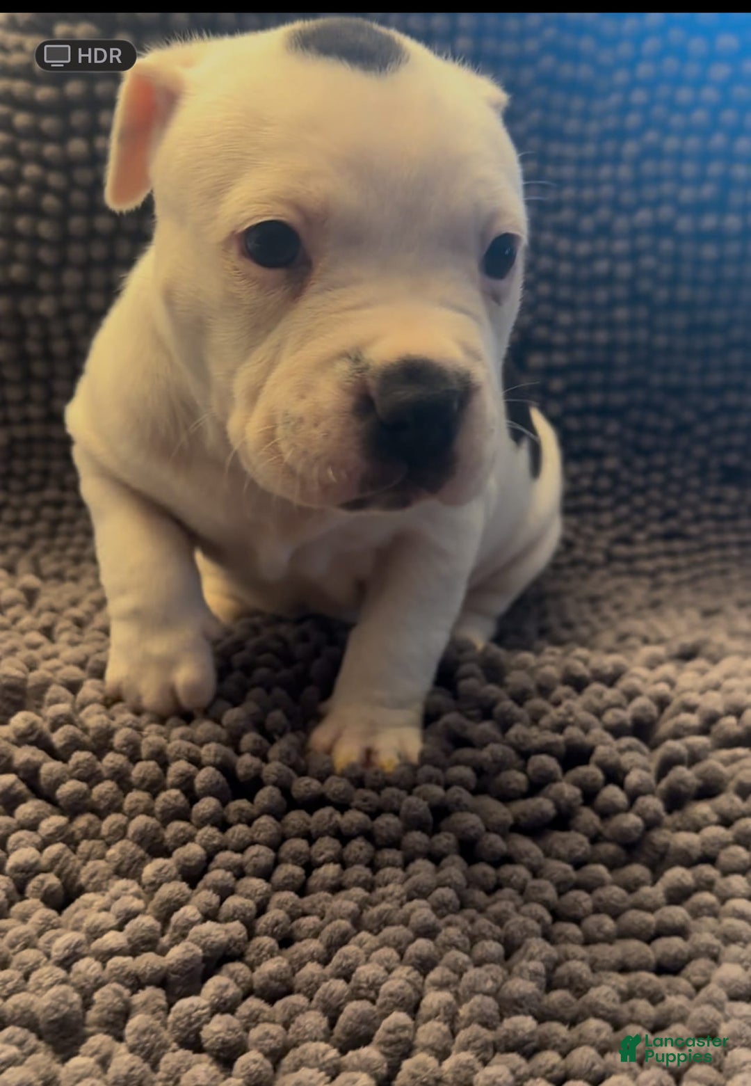 American Pit Bull Terrier dogs for sale: Jazzy - Image 1