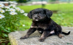 Mini Bernedoodle dogs for sale: Paulie - Image 5
