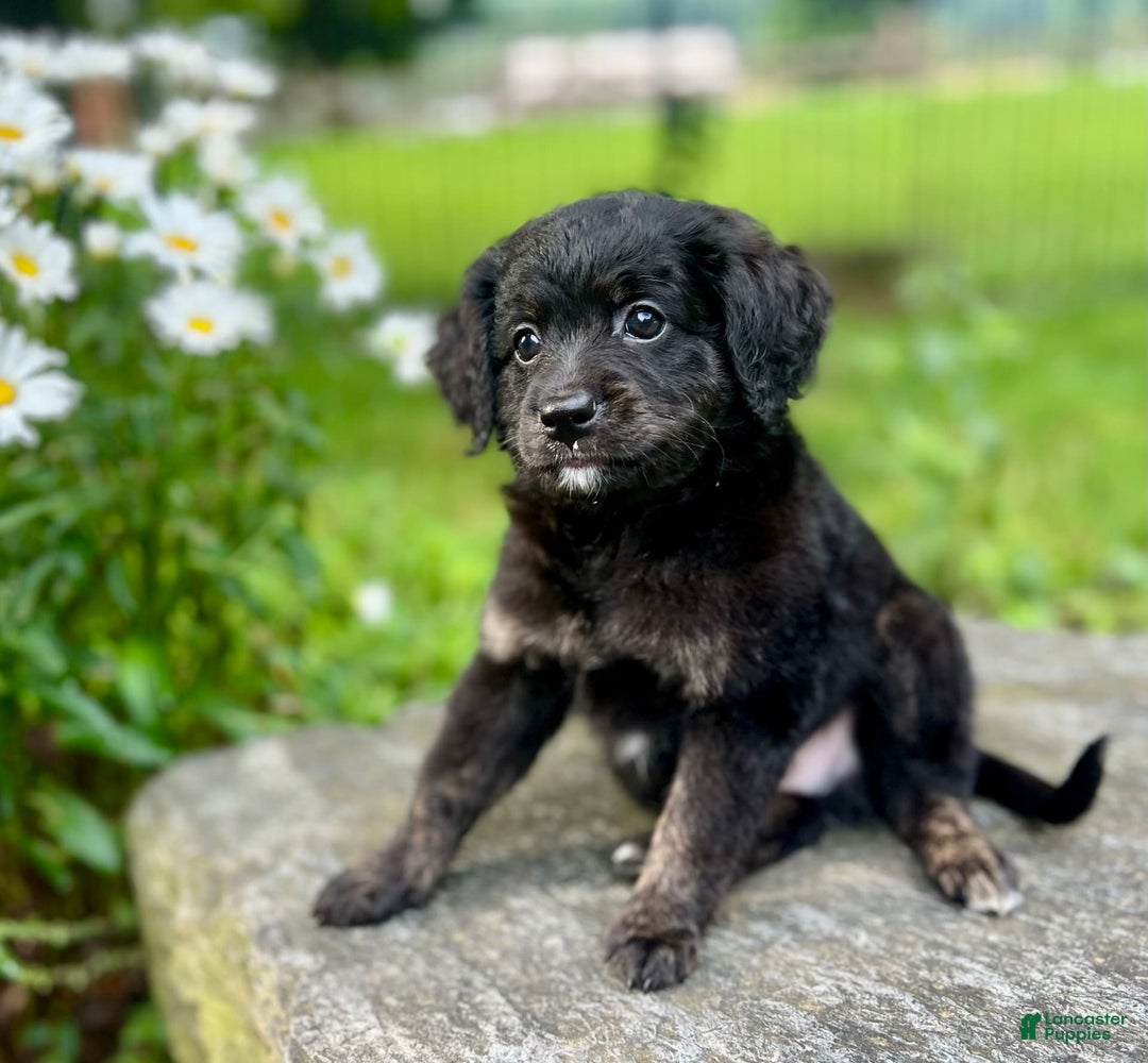 Mini Bernedoodle dogs for sale: Paulie - Image 5