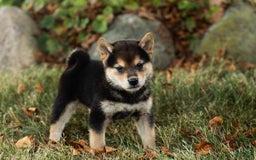 Shiba Inu dogs for sale: Carter - Image 2