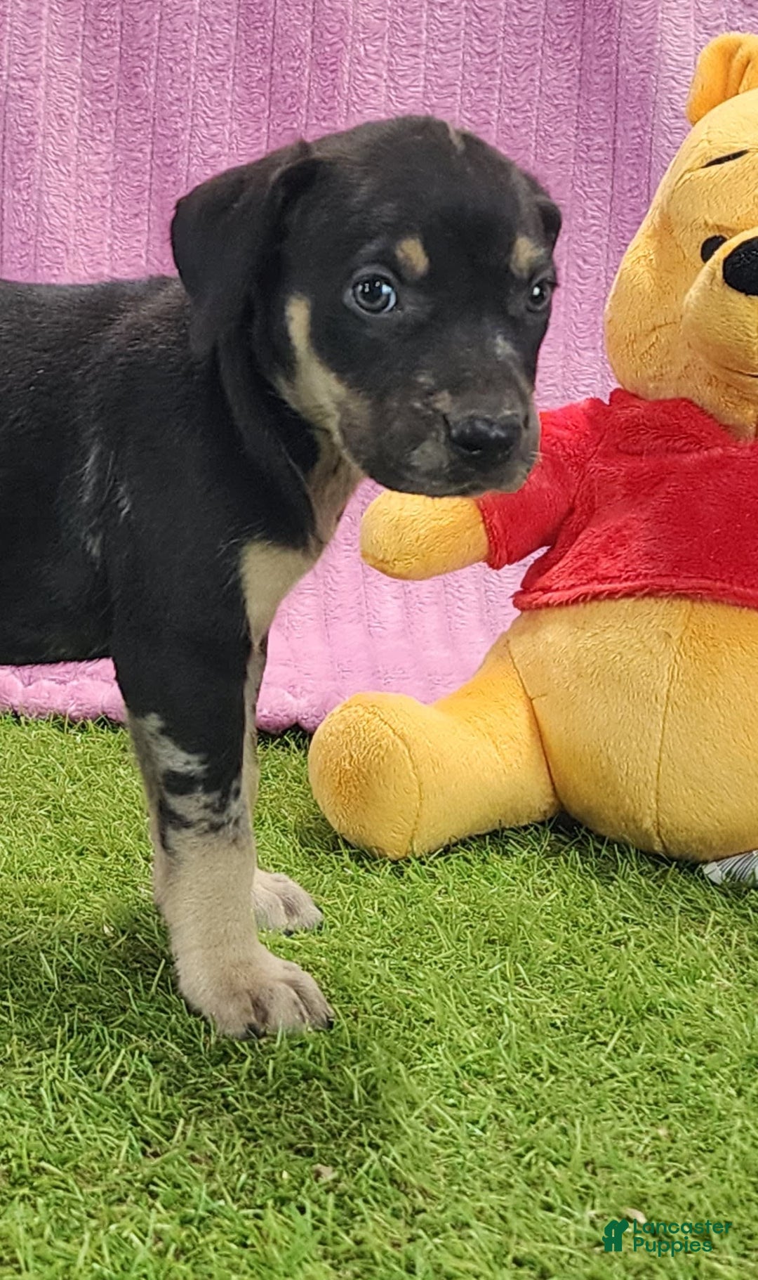 Catahoula Leopard Dog dogs for sale: Tess 2025 Female 4 - Image 10