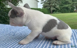 French Bulldog dogs for sale: Mikey - Image 4