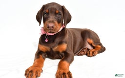 Doberman Pinscher dogs for sale: Macey - Image 2