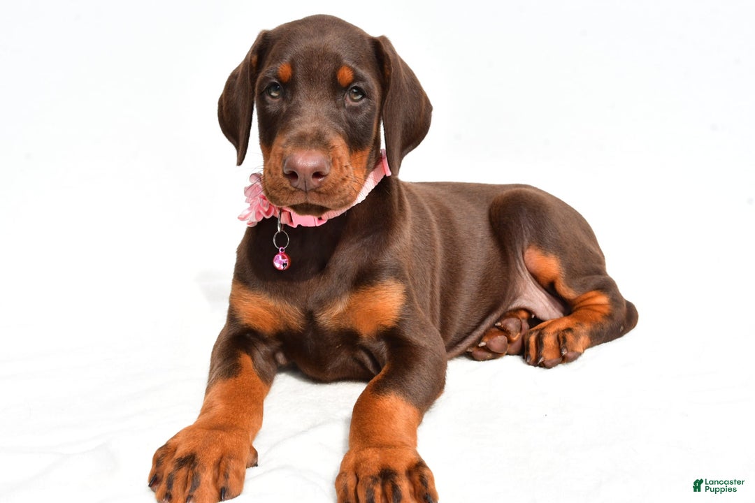 Doberman Pinscher dogs for sale: Macey - Image 2