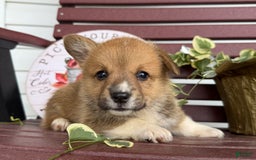 Welsh Corgi Pembroke dogs for sale: Frank - Image 2