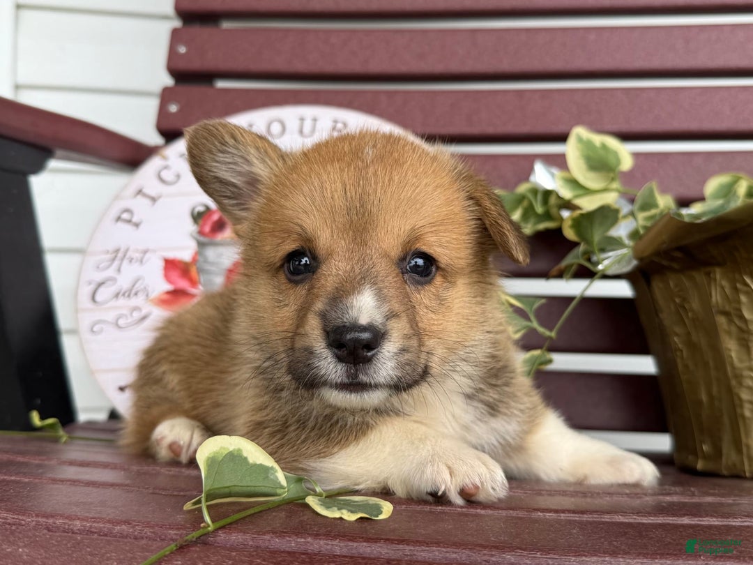 Welsh Corgi Pembroke dogs for sale: Frank - Image 2