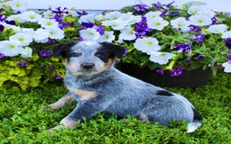 Australian Cattle Dog dogs for sale: Dewy - Image 4