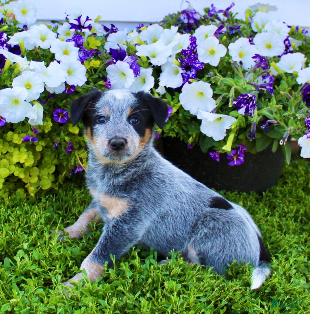 Australian Cattle Dog dogs for sale: Dewy - Image 4