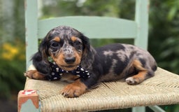 Miniature Dachshund dogs for sale: Andrew - Image 19