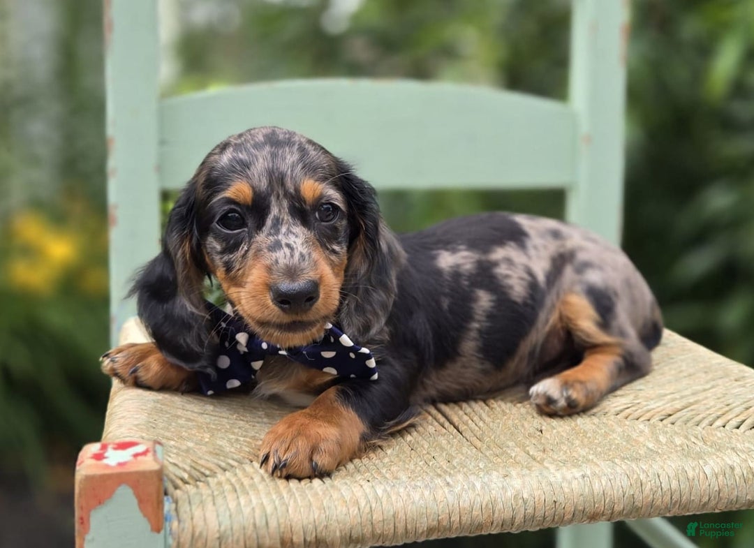 Miniature Dachshund dogs for sale: Andrew - Image 19