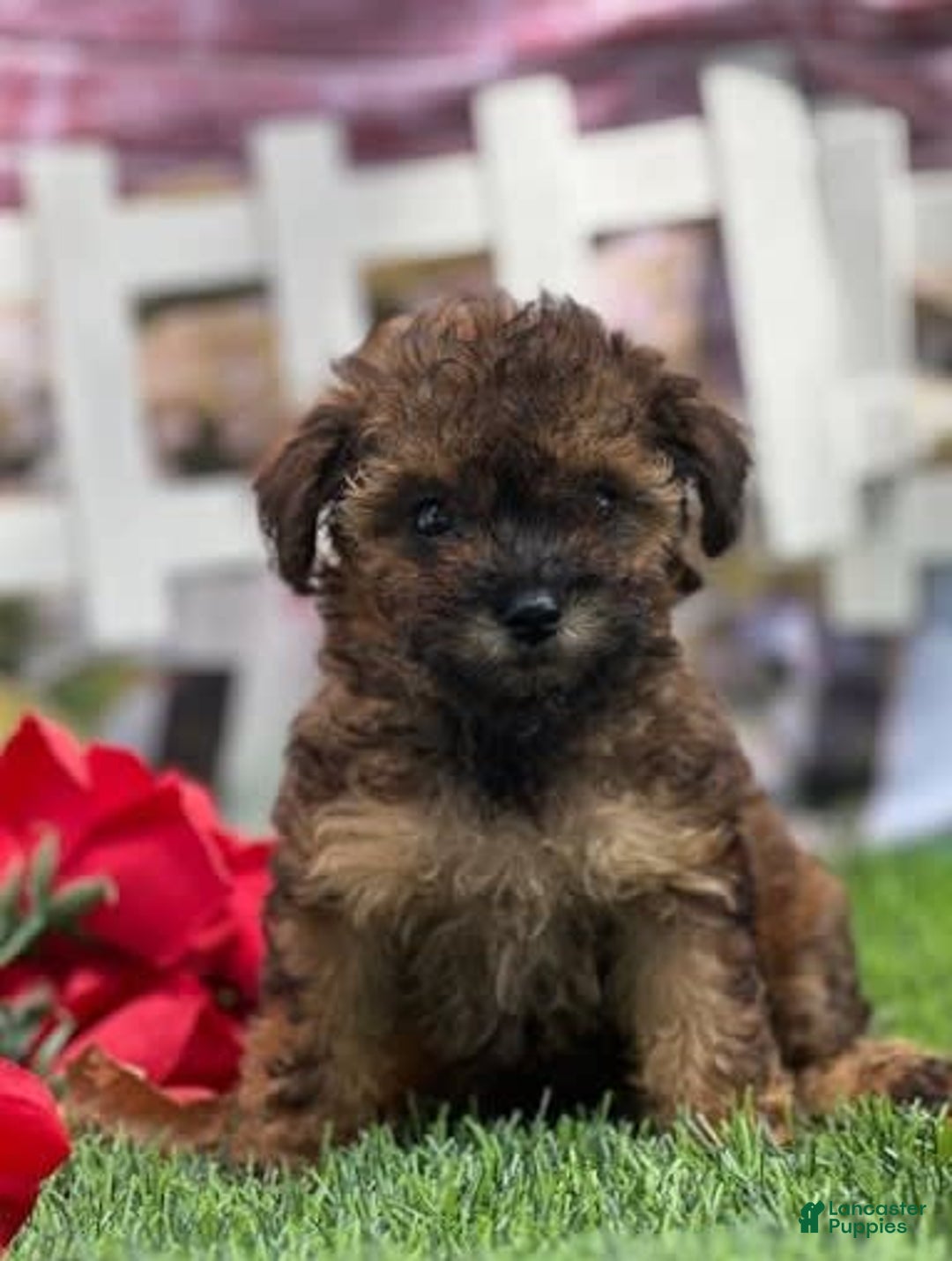 Toy Poodle dogs for sale: Pam - Image 2