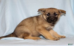 German Shepherd dogs for sale: Tammy - Image 4