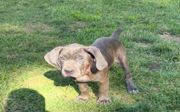 Cane Corso dogs for sale: Puppy1 - Image 1