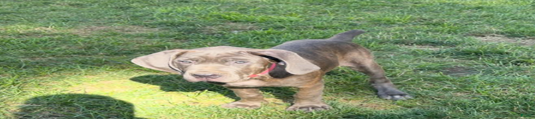 Puppy1