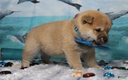 Shiba Inu dogs for sale: Larry - Image 11