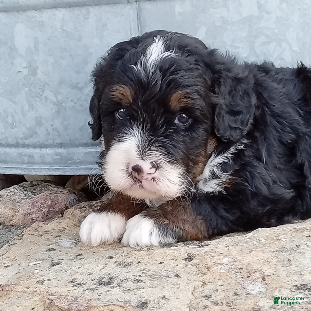Mini Bernedoodle dogs for sale: Rambo - Image 20