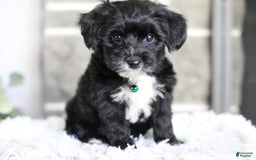 Yorkiepoo dogs for sale: Arrow - Image 10