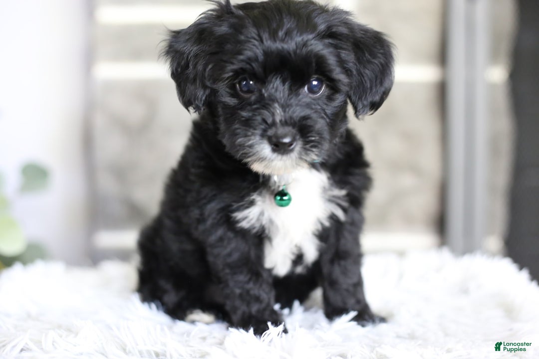Yorkiepoo dogs for sale: Arrow - Image 10